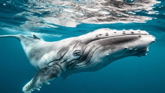 Биологи выяснили, как поют горбатые киты