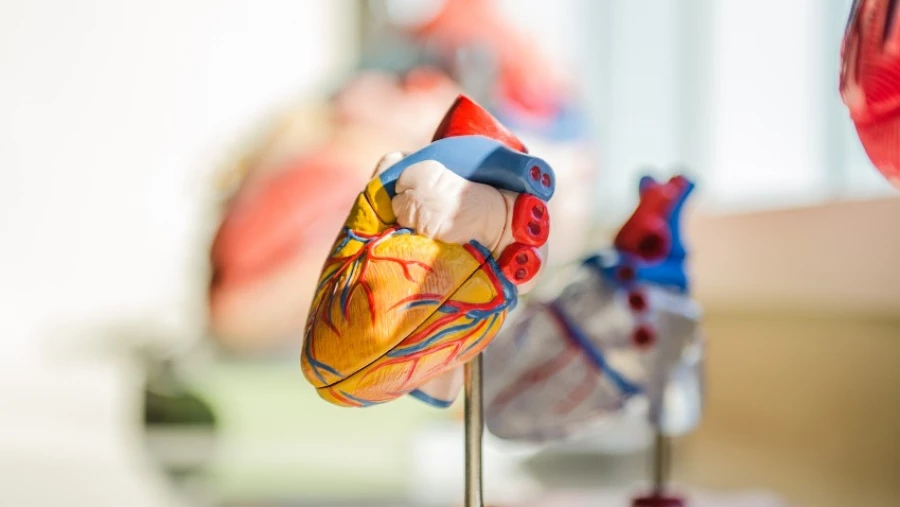 Science Advances: сердца мужчин и женщин по-разному реагируют на гормон стресса