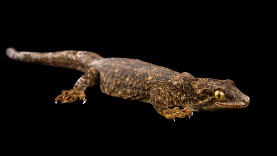 Биологи обнаружили новый вид гекконов на островах Бразерс
