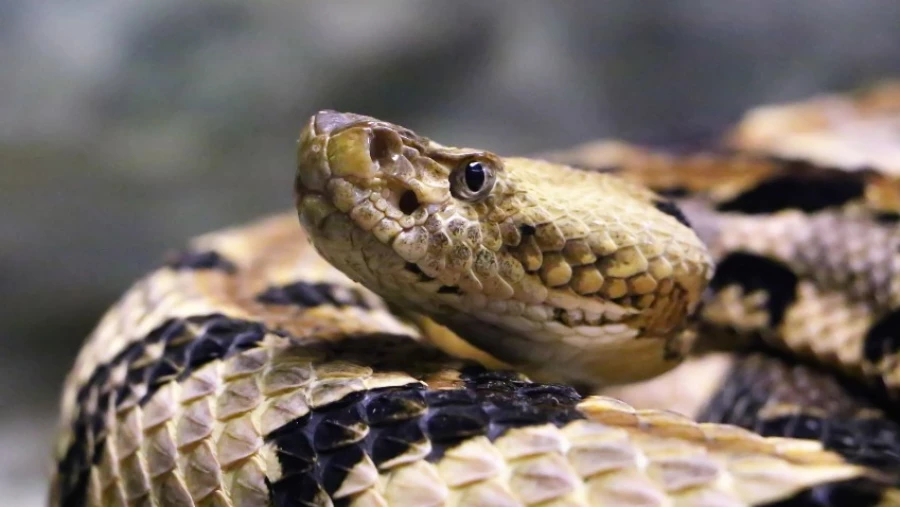 Ученые из Университета Мэриленда обнаружили белок-противоядие от яда гремучей змеи