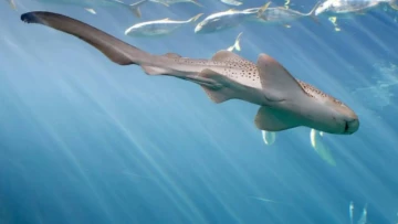 Самка акулы-зебры родила без участия самца, чем поставила учёных в тупик