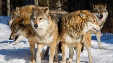 Зоологи обнаружили, что при убийстве волков человеком стая полностью распадается