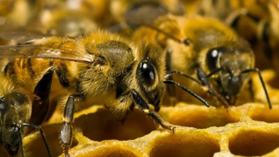 The Guardian: в США создали и одобрили первую в мире вакцину для пчёл