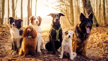 Scientific Reports: кинологи выяснили, какая порода собак является самой сообразительной