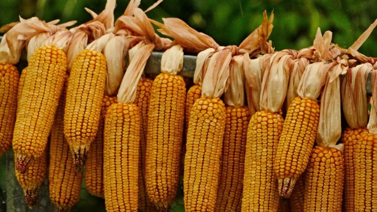 Урожайность кукурузы составляет 4 тонны. Урожай кукурузы. Экспорт кукурузы. Самая высокая кукуруза в мире. Кукуруза в Африке.