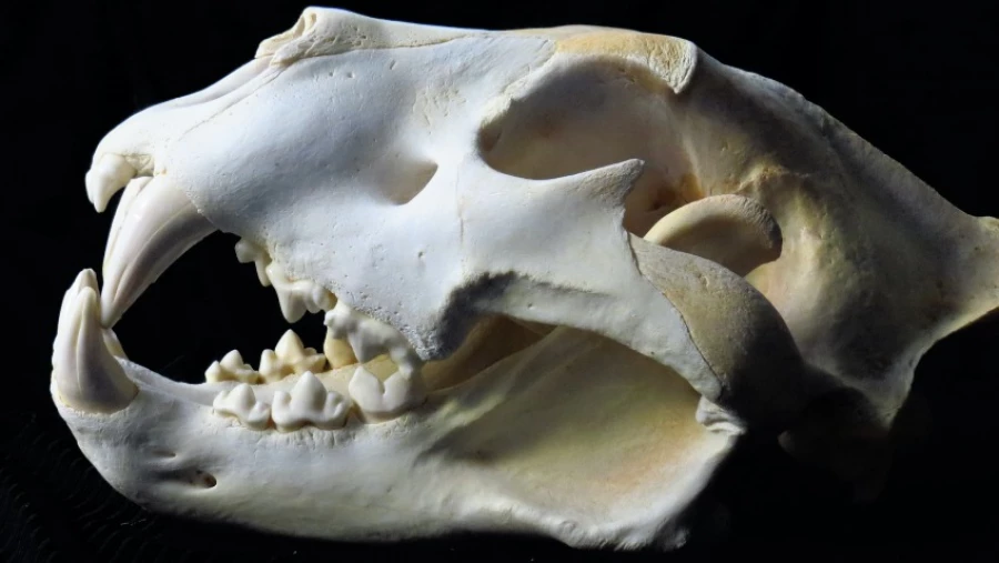 PLoS One: Неандертальцы предпочитали охотиться на крупных копытных животных