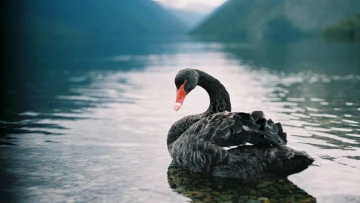 Genome Biology: австралийский черный лебедь может быть уничтожен птичьим гриппом