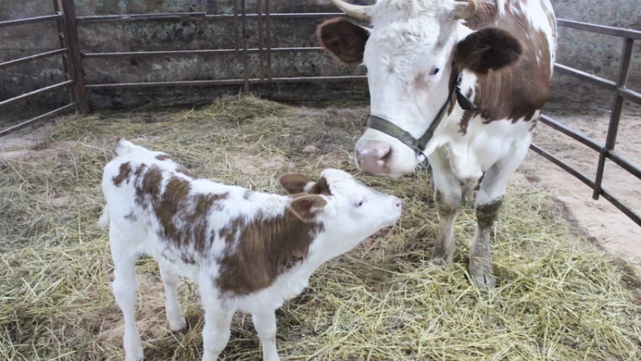Ученые России впервые получили потомство от клонированной коровы