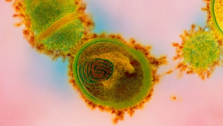 Nature Microbiology: обнаруженные в носу бактерии, могут усугубить симптомы аллергии