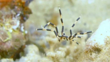 PNAS: морские пауки могут отращивать не только конечности, но и целые части тела
