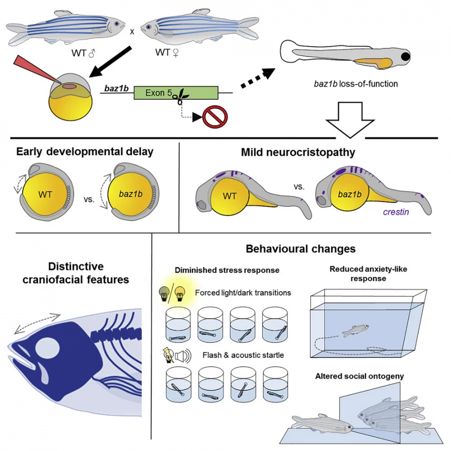 iScience: рыбка данио-рерио указала на генетические отличия домашних и диких животных