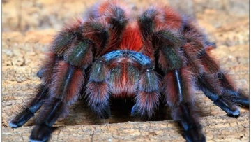 Ученые из России предложили использовать яд пауков для защиты сельхозрастений