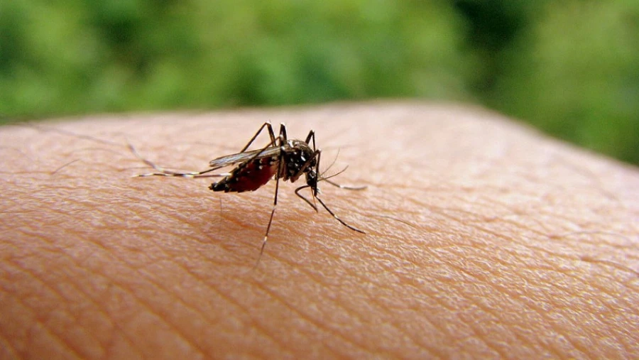 Thaiger: в Азии появились устойчивые к ядам комары-мутанты, переносящие лихорадку денге