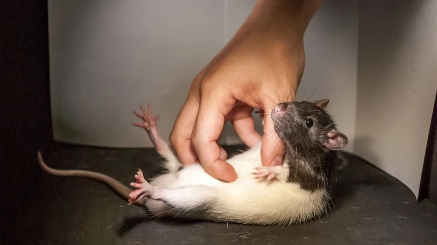 Daily Mail: крысы способны бурно выражать радость, когда их сородичей щекочут