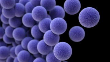 Ученые создали пробиотик, который уничтожает стафилококковую инфекцию