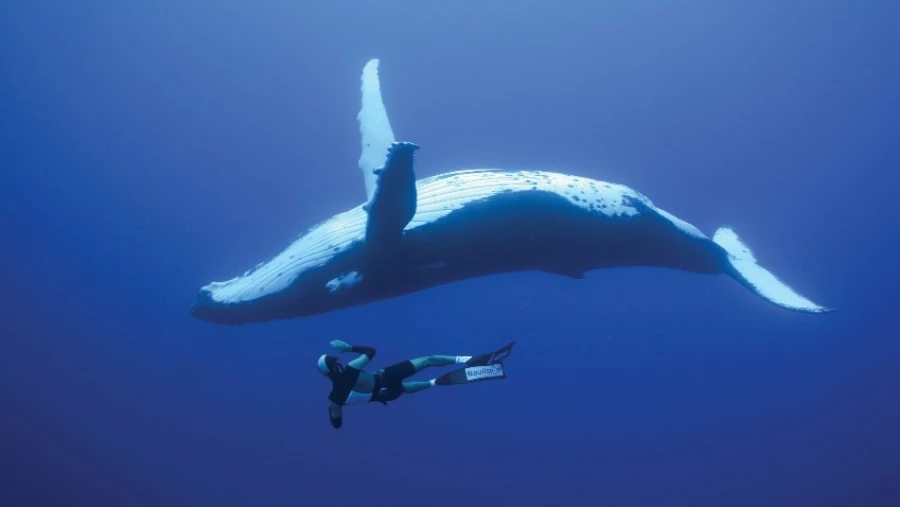 Scientific Reports: генетики установили, как киты достигли гигантских размеров