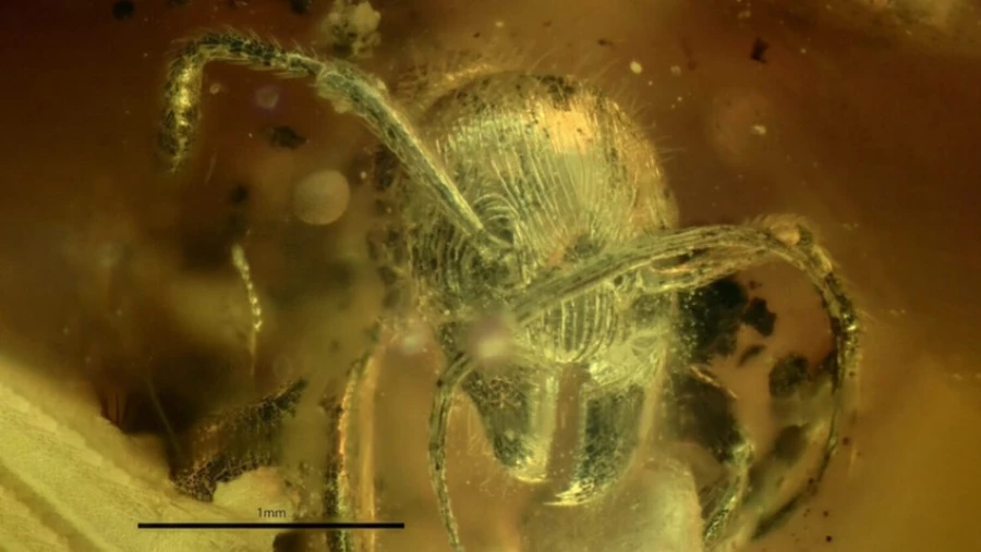 Российские ученые нашли в балтийском янтаре новый вид ископаемых муравьев