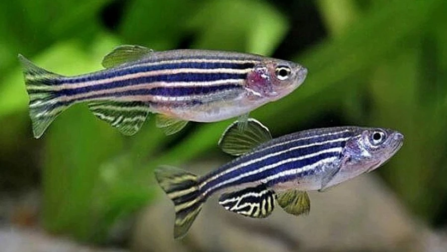 iScience: рыбка данио-рерио указала на генетические отличия домашних и диких животных