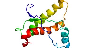 Кишечная палочка  Escherichia coli обладает белками уникальной структуры