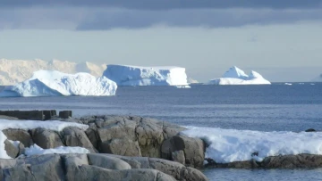 Фитопланктон Антарктиды зацвёл даже подо льдом