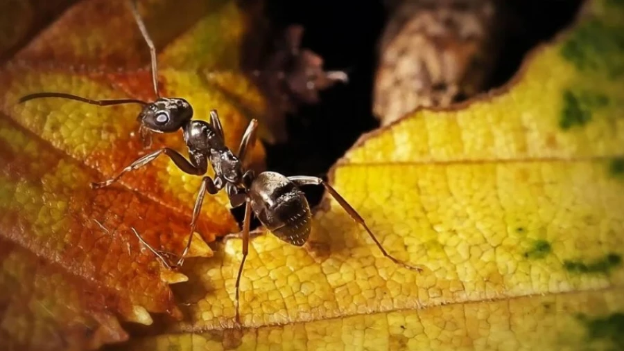 Новое исследование показало, что муравьи могут "вынюхивать" раковые опухоли в урине