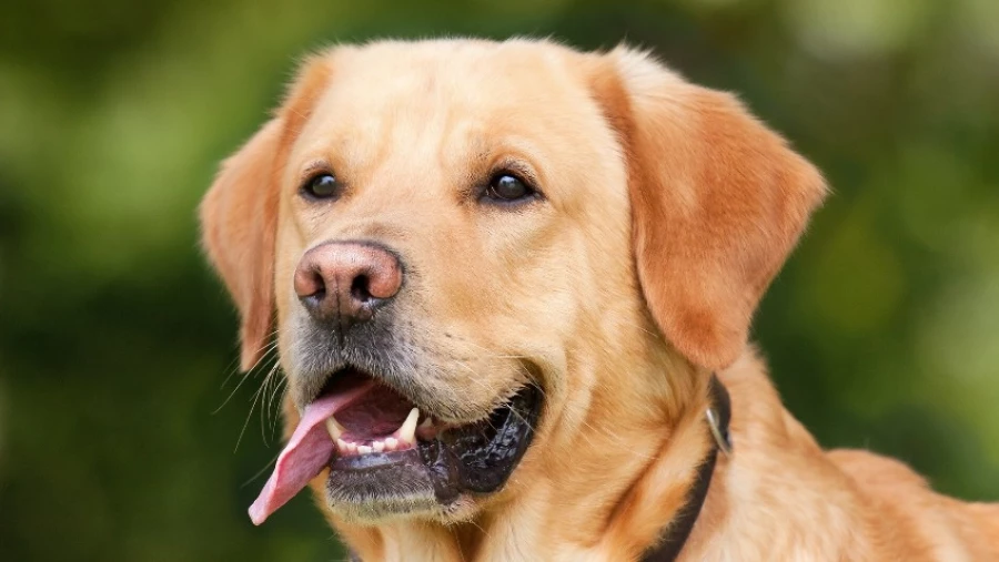 AABS: на агрессивность домашних собак влияет история жизни и характеристики владельца