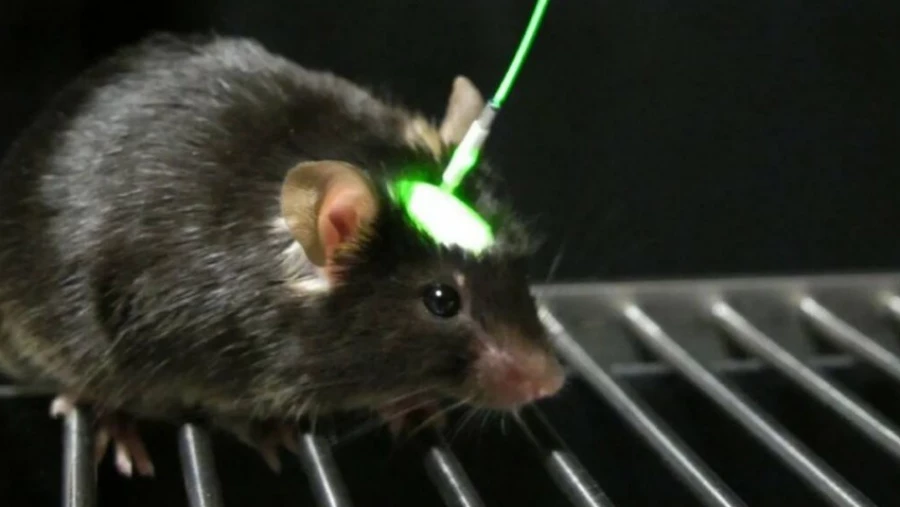 Учёные продлили жизнь мышам, перепрограммировав их гены