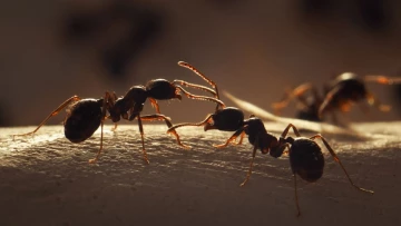 JAE: муравьи могут погибнуть от глобального потепления из-за особенностей поведения