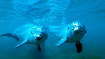 Current Biology: ученые обнаружили, что дельфины кричат друг другу при выполнении совместной задачи