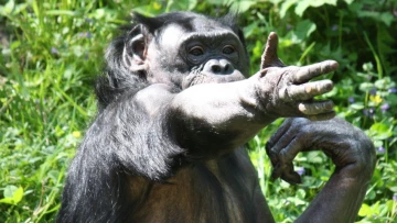 PLOS Biology: люди в 50% случаев понимали утраченные жесты человекообразных обезьян