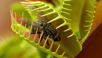 Current Biology: обнаружена мутация, выводящая из строя ловушку венериной мухоловки