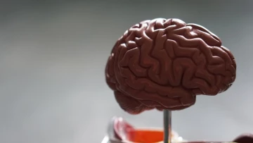 UCSDT: Чрезмерное складывание мозговых извилин у некоторых людей обусловлено генетически
