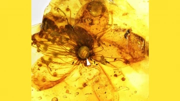 Ученые изучили самый большой цветок, который они смогли найти в янтаре