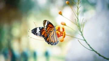 PRSBBS: Яд бабочек-монархов вреден им самим