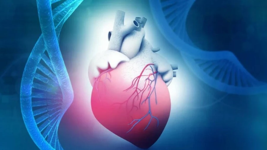 Ученые обнаружили антивозрастной ген, который сокращает возраст сердца на 10 лет