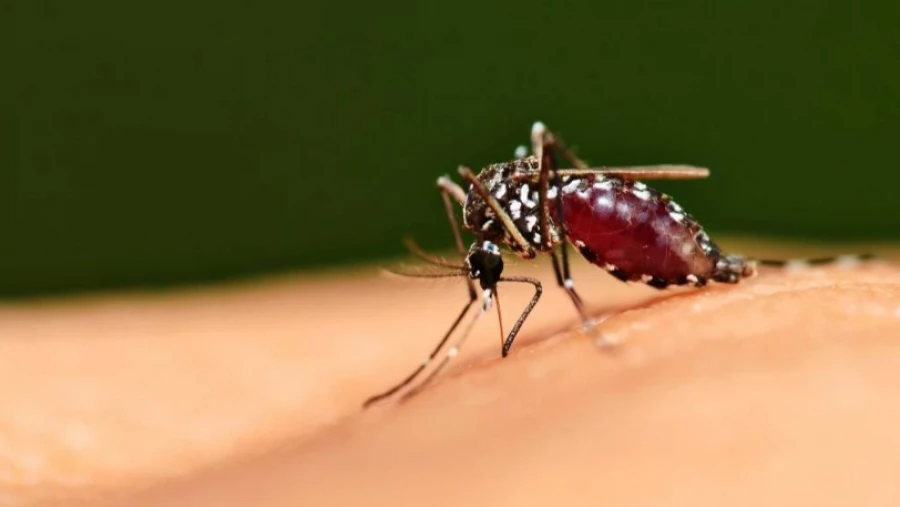 JAFC: новые средства от комаров защищают более 8 часов и не имеют неприятного запаха