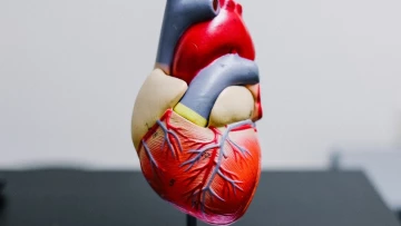 Cardiovascular Research: Клетки сердца человека можно омолодить с помощью гена долгожителей