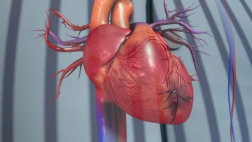 Ученые нашли способ быстро заживлять рубцы на сердце после инфаркта