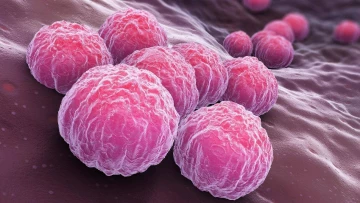 Пандемии хламидиоза поможет избежать новое исследование защитных механизмов опасного патогена