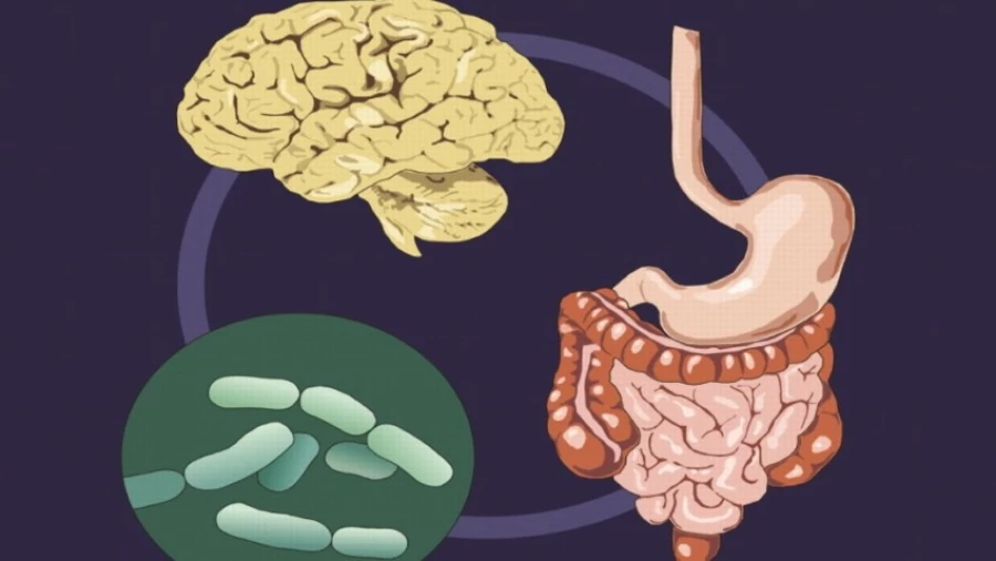 Новый инструмент позволяет точно анализировать связи между микробиотой кишечника и мозгом
