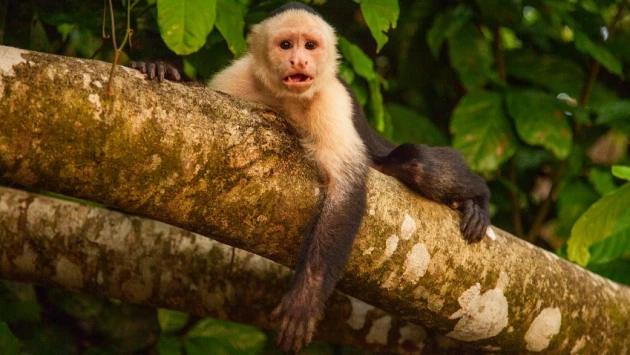В Бразилии 50 тысяч лет назад обезьяны-капуцины могли делать орудия из камня