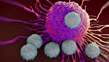 Новая функция Т-клеток поможет в борьбе с аутоиммунными заболеваниями и грибковыми инфекциями