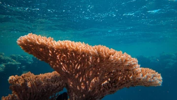 Scientific Reports: солнечный свет спасает популяцию кораллов