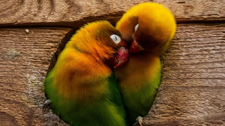 Биологи Великобритании: полигамия спасает птиц от вредных мутаций