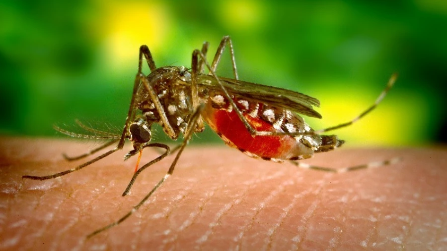 Thaiger: заразные комары-мутанты, устойчивые к инсектицидам, обнаружены в Азии