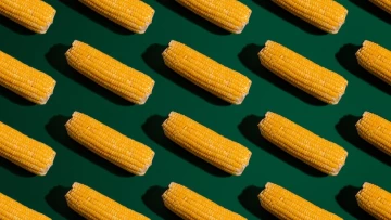 Российские ученые создали клонирующий сам себя гибрид кукурузы