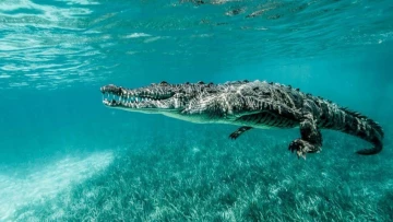 Ученые Университета Небраски раскрыли тайну способности крокодила не дышать под водой