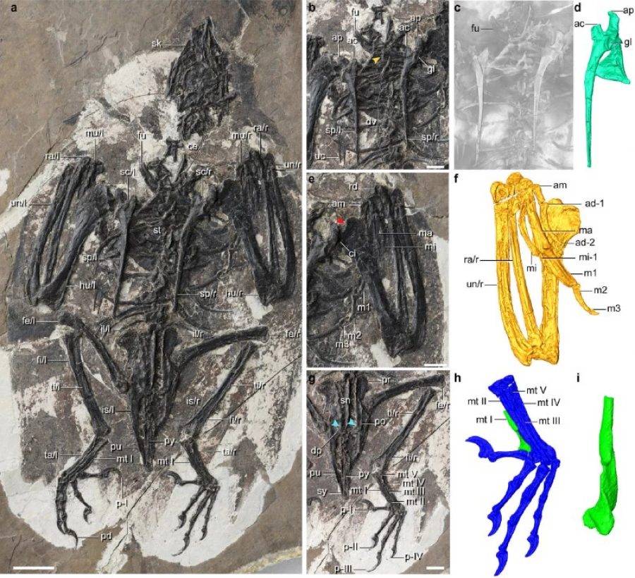 NE&E: в Китае нашли останки птицы с головой тираннозавра возрастом 120 миллионов лет
