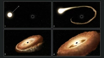 NASA: телескоп "Хаббл" обнаружил черную дыру, скручивающую звезду в форму пончика