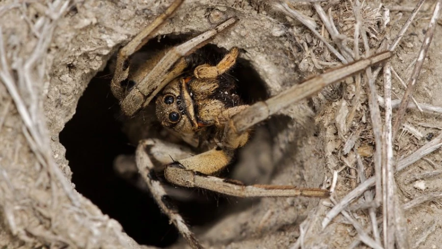 В заповеднике "Оренбургский" обнаружен новый вид пауков